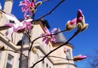spring blooms outside Denny Hall