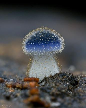 Mushroom at the End of the World 