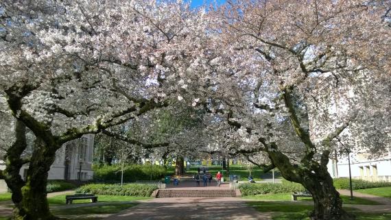 UW Cherry Blossom trees, Spring 2016